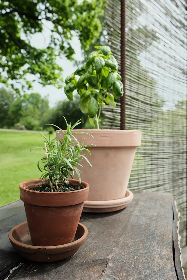 Rosemary and basil growing in terracotta pots on a wooden table