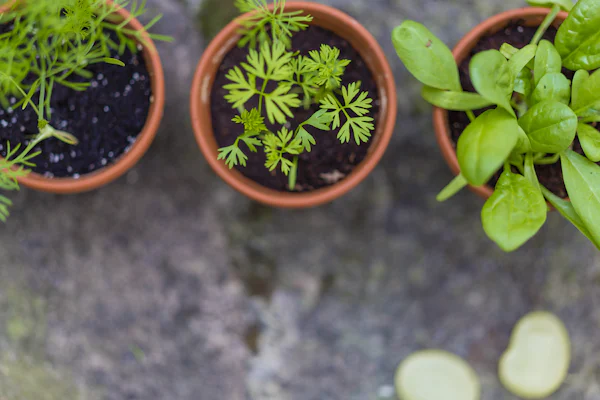 Parsley seedling in a terracotta pot seen from above