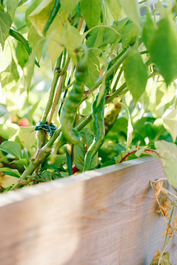 Pepper plants growing tall in a wooden planter box