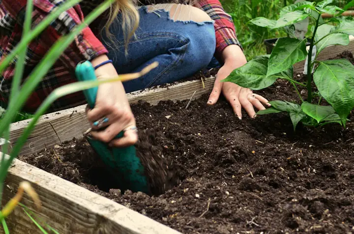 A gardener loosening soil in a wooden raised bed