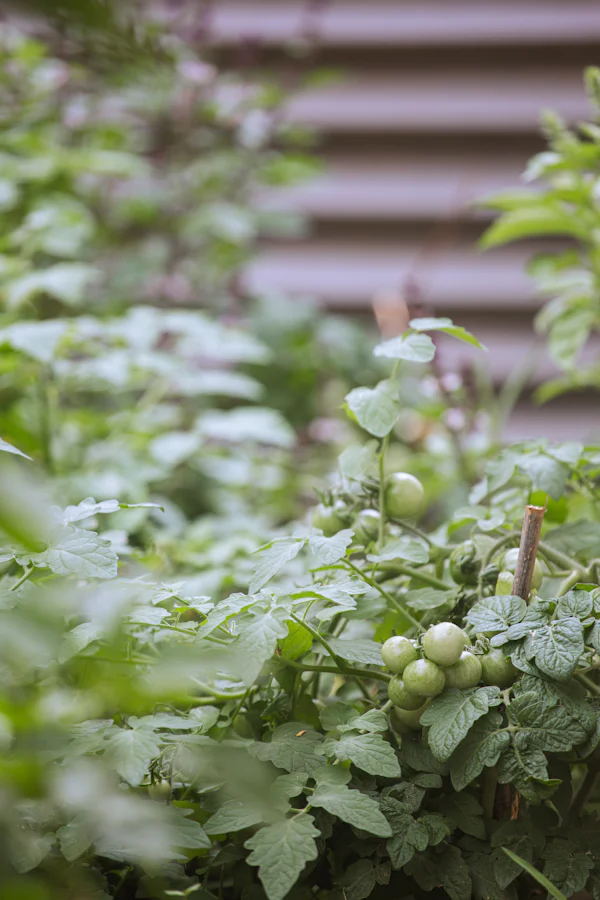 Tomato plants with green fruit growing in a garden bed